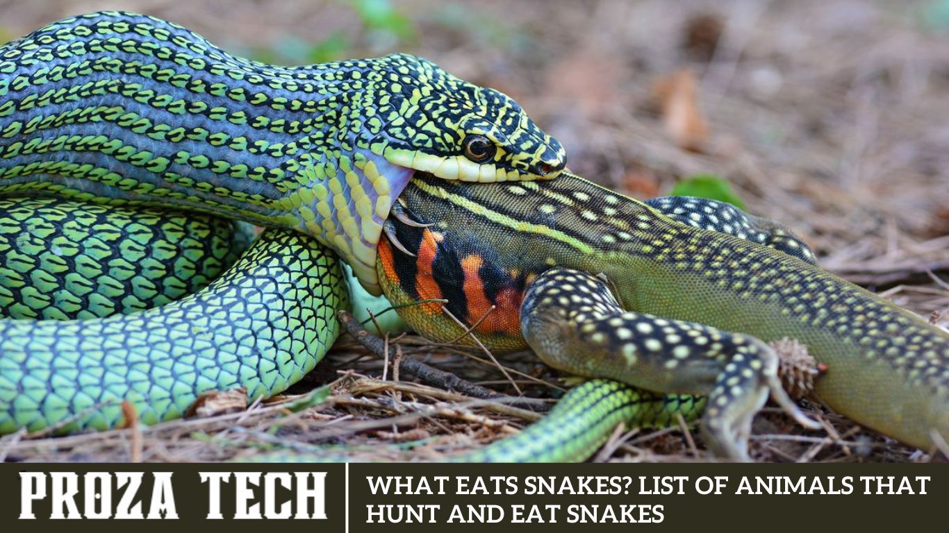 What eats snakes? List of animals that hunt and eat snakes