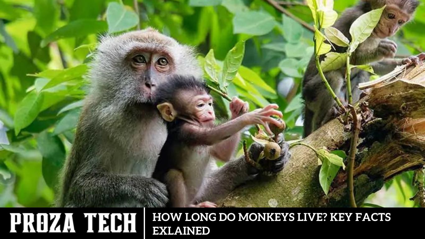 How Long Do Monkeys Live? Key Facts Exlained