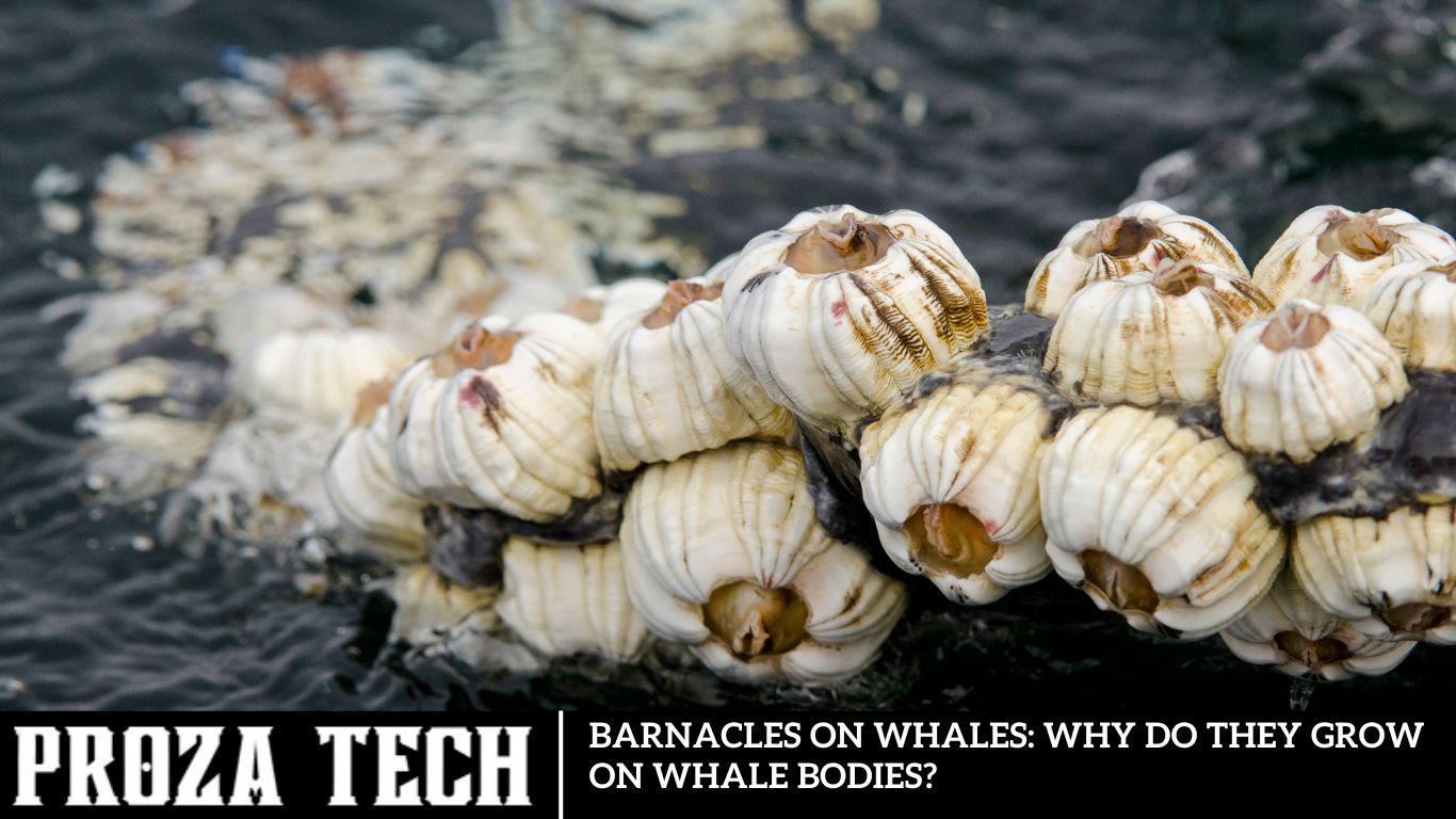 Barnacles on whales: why do they grow on whale bodies?