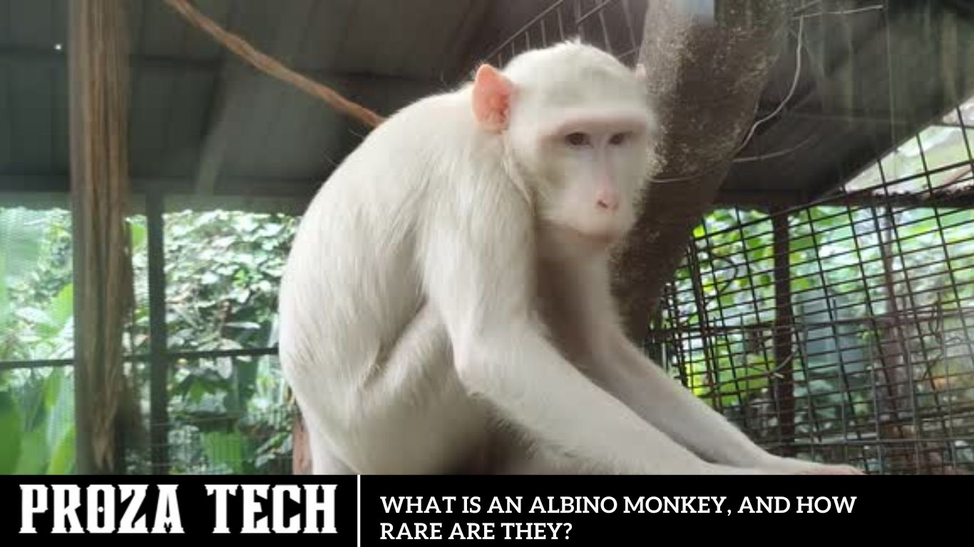 What Is An Albino Monkey, And How Rare Are They?