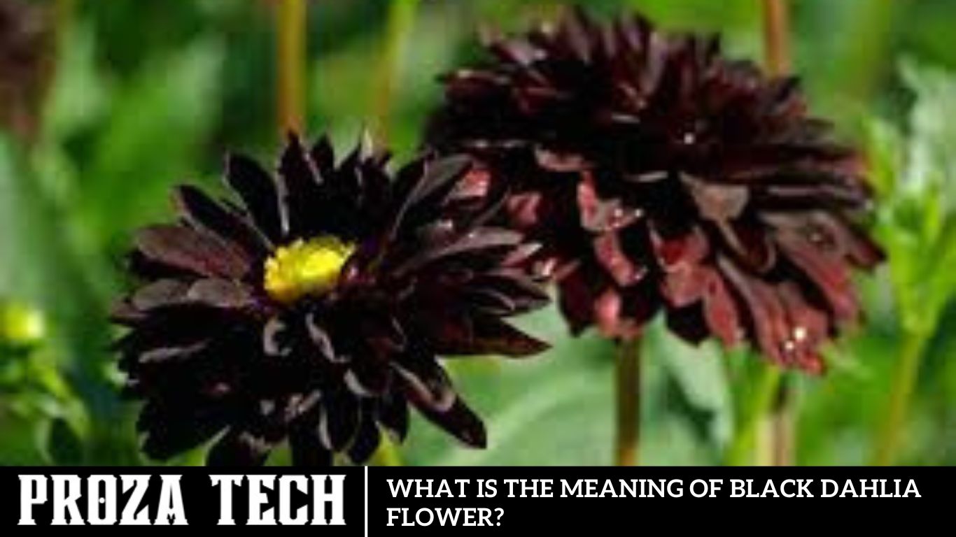 What Is The Meaning Of Black Dahlia Flower?